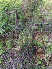 Enneapogon nigricans