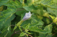 Datura stramonium