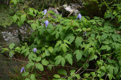 Clematis alpina
