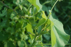 Abutilon theophrasti