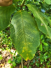 Cordia sulcata