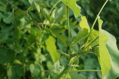 Abutilon theophrasti