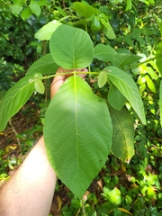 Cordia sulcata