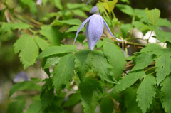 Clematis alpina