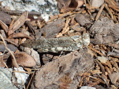 Trimerotropis bernardi
