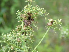 Aceria galiobia