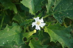 Datura stramonium