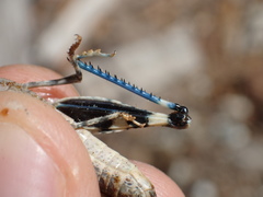 Trimerotropis bernardi