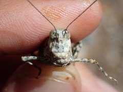 Trimerotropis bernardi