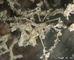 Macropodia longirostris