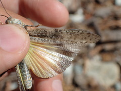 Trimerotropis bernardi