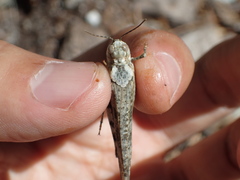Trimerotropis bernardi