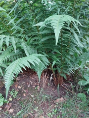 Dryopteris filix-mas