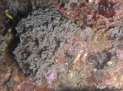 Pyura dura
