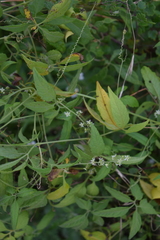 Cyclanthera integrifoliola