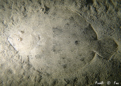 Scophthalmus rhombus