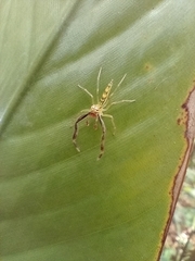 Itata
