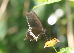 Papilio polytes