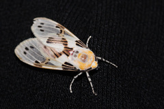 Idalus daga