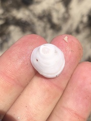 Acmaea