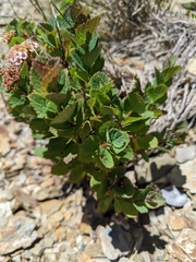 Spiraea morrisonicola