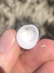 Acmaea