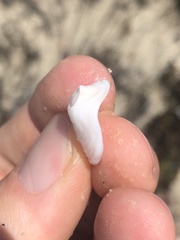 Acmaea