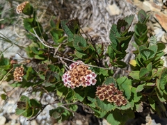 Spiraea morrisonicola