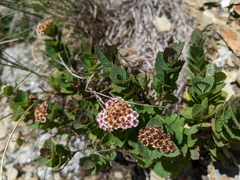Spiraea morrisonicola