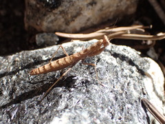 Litaneutria pacifica