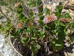 Spiraea morrisonicola