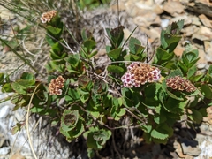 Spiraea morrisonicola