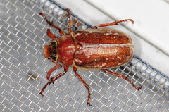 Polyphylla variolosa