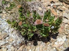 Spiraea morrisonicola