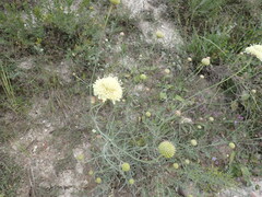 Cephalaria uralensis