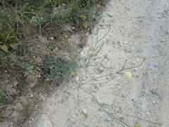 Cephalaria uralensis