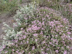 Thymus calcareus