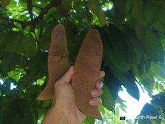 Saraca thaipingensis