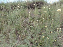 Cephalaria uralensis