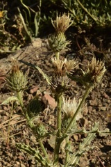 Cirsium cymosum