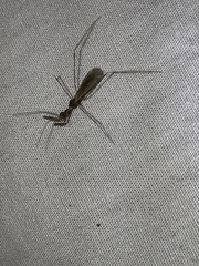 Stenolemoides arizonensis