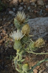 Cirsium cymosum