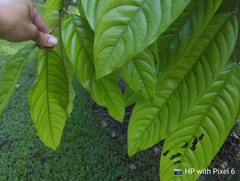 Saraca thaipingensis