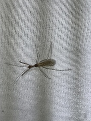 Stenolemoides arizonensis