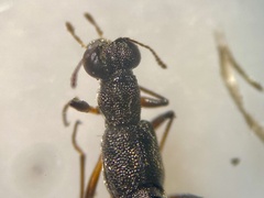 Stenus fossulatus