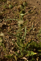 Cirsium cymosum
