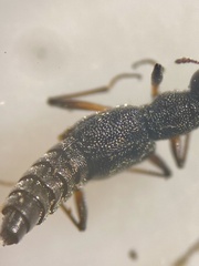 Stenus fossulatus
