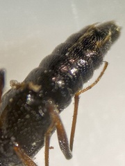 Stenus fossulatus