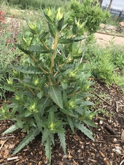 Mentzelia decapetala