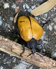 Chalcas obesa